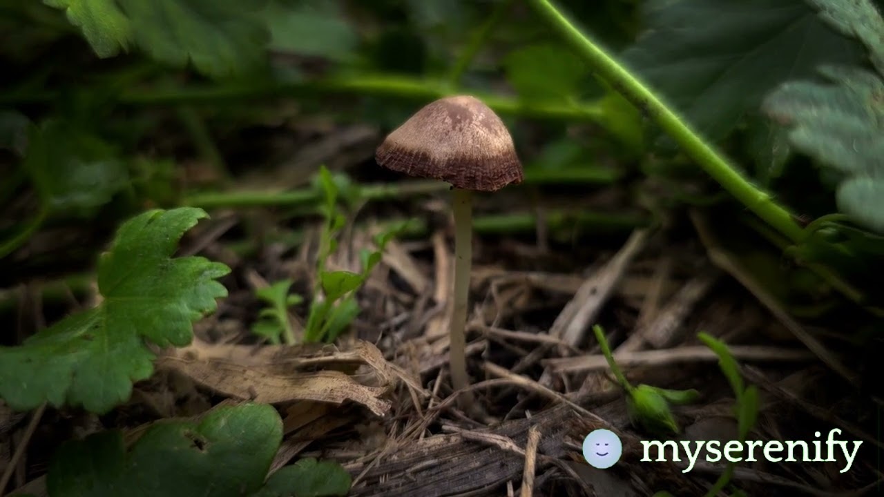 Exploring Psychiatrist Headspace: Mindfulness in Mental Health, psychiatrist headspace