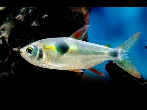 25 Different types of Tetra fish
