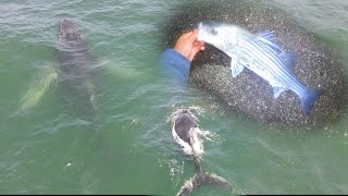 AMAZING Whale Drone Footage and Night Striper Fishing