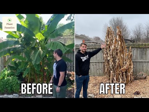 How To Grow Banana Trees In Any Climate | Winter Update