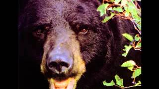 Happy Campers - Tubes