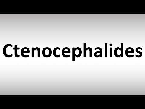 How to Pronounce Ctenocephalides