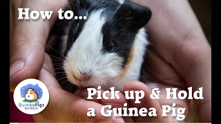 How to hold and pick up a Guinea Pig