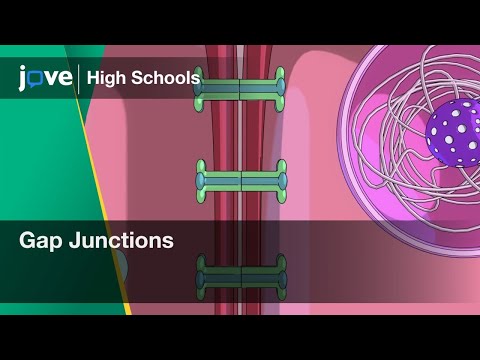 Gap Junctions | Bio | Video Textbooks - Preview
