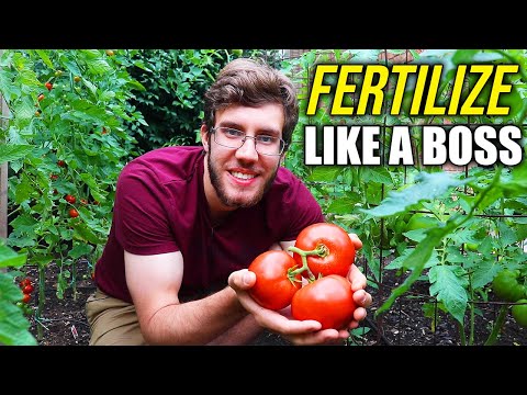 How to Fertilize Tomato Plants for a Dream Harvest!