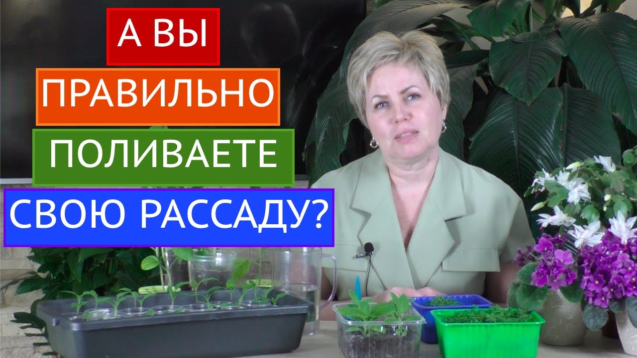 Основные ошибки при поливе рассады - Будьте внимательны!