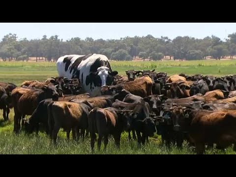 , title : 'La vache trop grande pour être acceptée à l'abattoir'