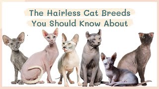 Hairless Cat Breeds
