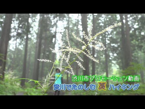 Enjoying summer hiking in Shibukawa