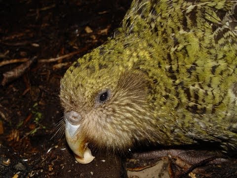 Kakapo Nest