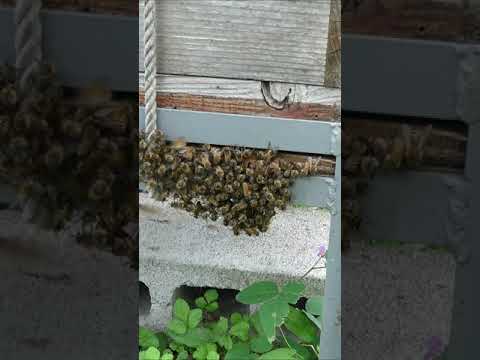 野生のミツバチの中でも早いスターター 自然と動物