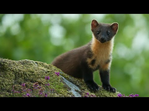 On the Trail of Pine Martens | Discover Wildlife | Robert E Fuller