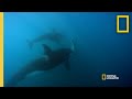 Orca Hunt Seven Gill Sharks | Orca vs. Great White