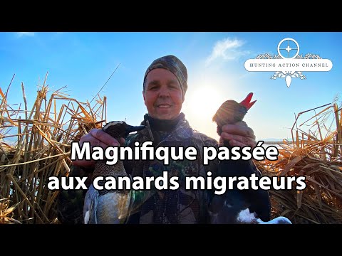 Résumé d’une magnifique passée aux canards migrateurs