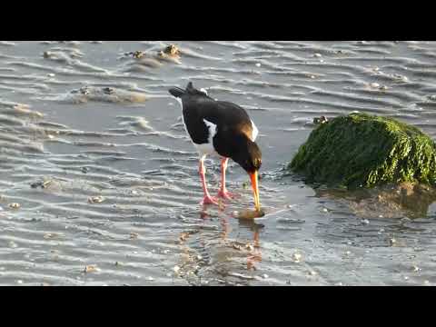 Büsum Tag 1 - Unser Ausflug zur Familienlagune inkl. Sonnenuntergang - 16.06.2022
