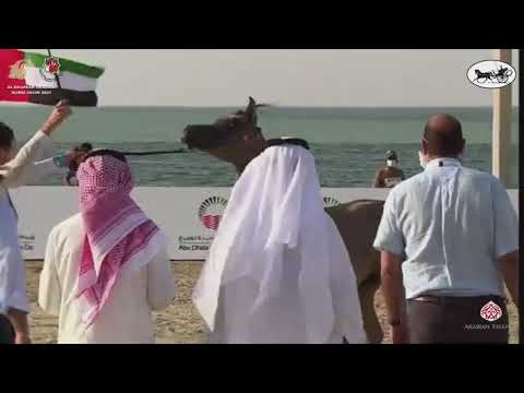 N 38 AJAYEB ALMANHAL   Al Dhafrah Arabian Horse Championship 2021   Yearling Fillies Class 1C