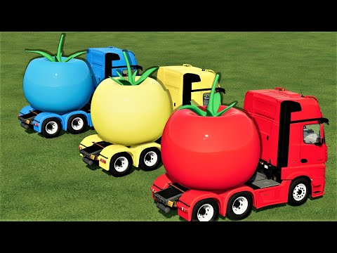 TRANSPORTING OF COLORS ! GIANT TOMATOES SELLING With MERCEDES TRUCKS ! Farming Simulator 22