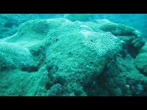 Amazing shoals of fish! Scuba diving in Negombo Sri Lanka with Taprobane Divers!
