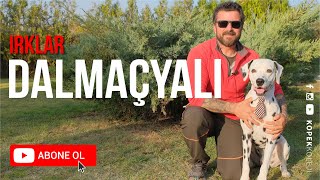 Köpek Irkları - Dalmaçya