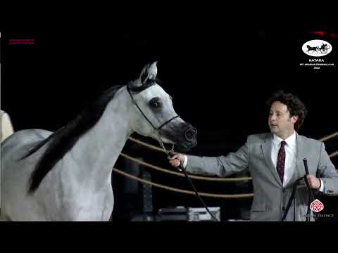 N 74 AMEERA AL WAAB   Katara Int  Arabian Peninsula Horse Show 2022   Fillies 2 Years Old Class 2B