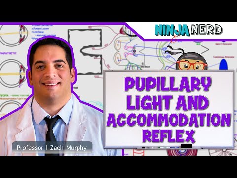 Special Senses | Pupillary Light and Accommodation Reflex