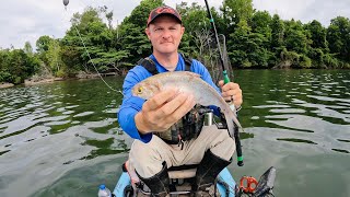 4 Hours of Kayak Catfishing on the Tennessee River | How to Catch Catfish Drift Fishing with Shad