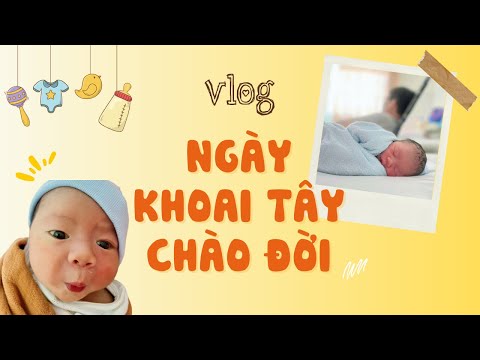 Khoai Tây chào đời