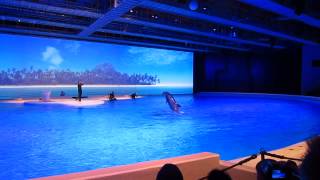 preview picture of video 'Amazing dolphin show at Kolmården wildlife park II, Sweden'
