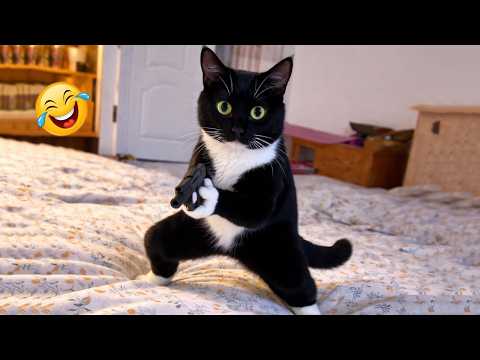 Impossible Not to Laugh 🤣😹 Funniest Cat Clips 2026