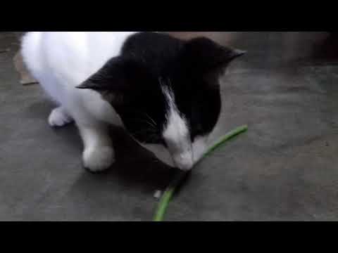 Psycho cat Puti is eating beans 😳😹