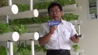 無毒蔬菜自己種 室內水耕好好玩