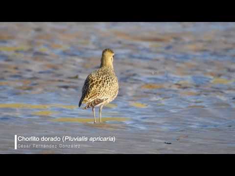 Vídeo de Pluvialis apricaria. <em>© César Fernández González