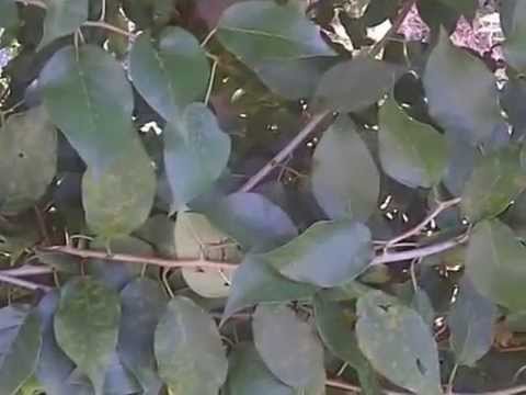 Osage Orange - Nature's Barbed Wire Fence - From Rick Austin in the Secret Garden of Survival