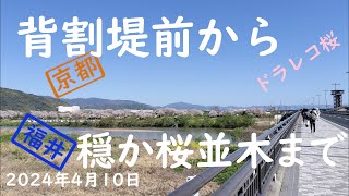 【花見ドライブ】　背割堤から穏か桜並木まで　2024年4月10日