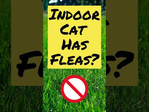 How Did My Indoor Cat Get Fleas? 🙀