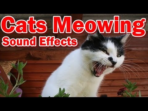 Cats Meowing Sound Effects - What does it mean when your cat keeps meowing?  #CatMeowing