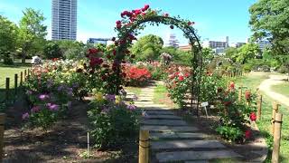 明石公園 バラ