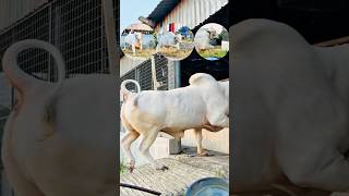 Download lagu Wild Ongole Bull Jumps Into the Barn Like a Bucking Beast! 🐂💨 mp3 Download lagu Wild Ongole Bull Jumps Into the Barn Like a Bucking Beast! 🐂💨 mp3