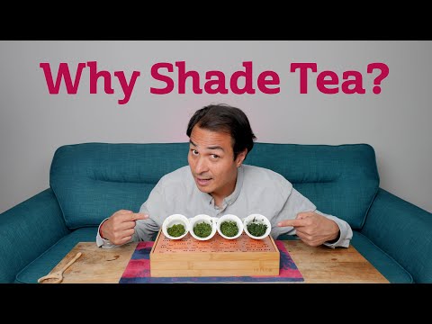 The Art of Tea Shading - TASTING THE INCREDIBLE DIFFERENCE