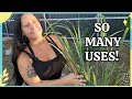 Grow Lemongrass at Home | Benefits, Propagation, Uses & More! 🌱