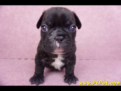 03/21虎斑色法國鬥牛公幼犬