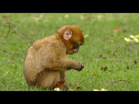 Lingerew Bahl Music   ልንገረው ምርጥ ባህላዊ ዘፈን   ብቸኛ ሁኛለሁ እኔማ