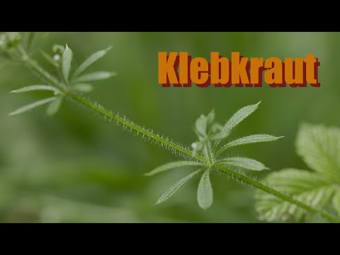 Das Kletten-Labkraut