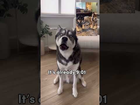 My dog calls his friends (he speaks!!) #shorts #dogshorts #husky #dog #huskies #doglover