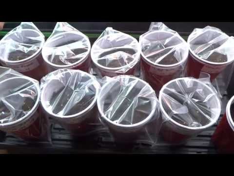 2015 Super Hot Peppers Growing Season - Ep. 02: More Varieties Added