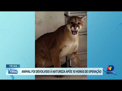 Onça-parda é capturada no centro de Campos Novos