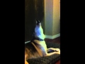 Dog singing with sex and the city theme song 