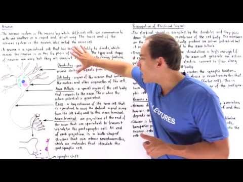 Neuron Structure and Function