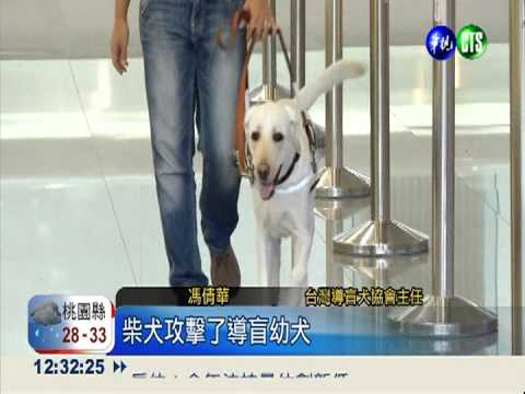柴犬攻擊飼主丟鞋 導盲犬眼球傷