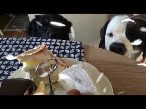 My Newfoundland,Tonka,Tank,Saku and St Barnard Chloe